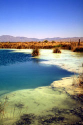 Cuatro Cienegas spring