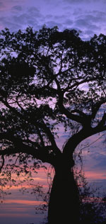 tree at sunset, Chaco