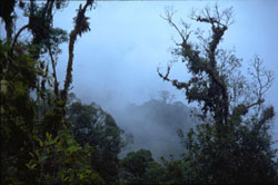 Bosque nuboso, El Triunfo