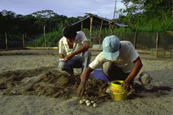 monitoreando huevos de tortuga