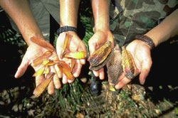 Mahogany seeds and pods