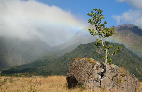 Tree in rock with rainbow, Volcan Community, in Chiriquí, Panama