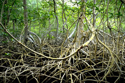 Mangrove