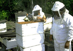 Bee keeping in Calakmul
