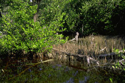 black mangrove