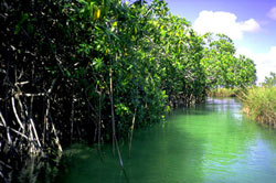 wetlands, Sian Ka'an