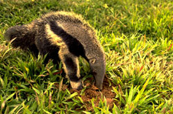 Giant anteater cub