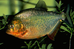 piranha